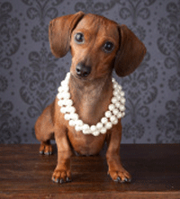 Doxie In Pearls