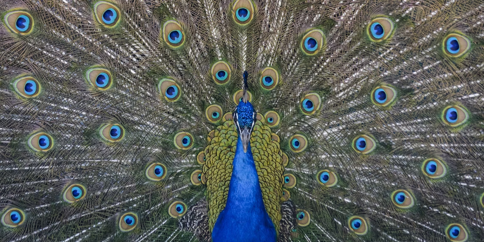 Do Narcissists Make Good Managers