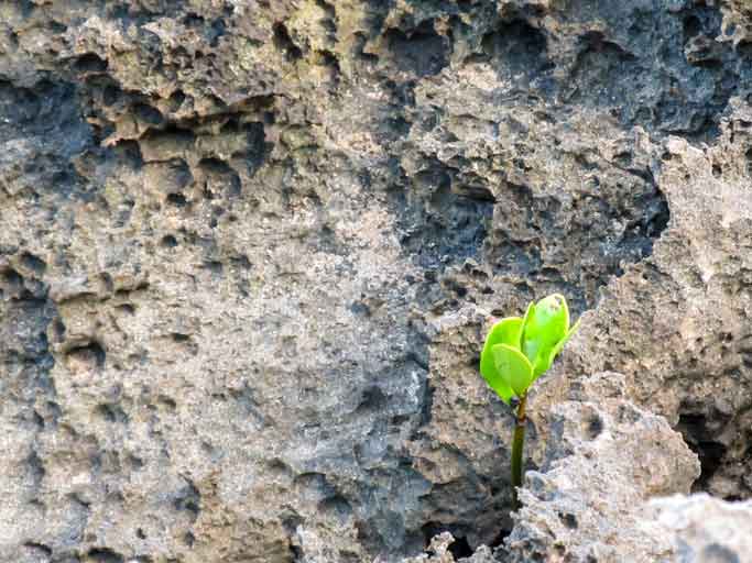 A Single Mangrove Growing Between The Cracks Of Beach Rock