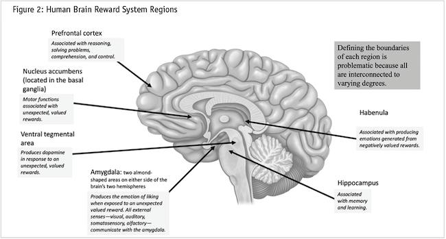 Figure 2: Human Brain Reward System Regions.