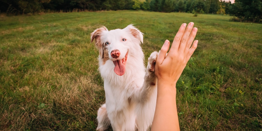 Durvey Monitor September October 2025